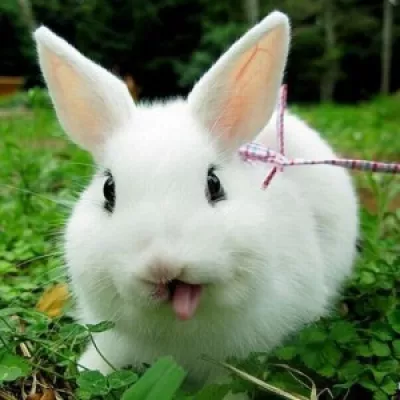 Profile picture for user Pupu