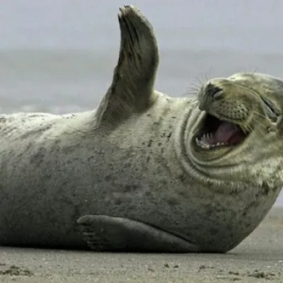 Profile picture for user Kompuroiva hylje