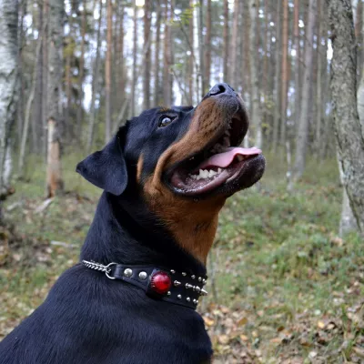 Profile picture for user dagony