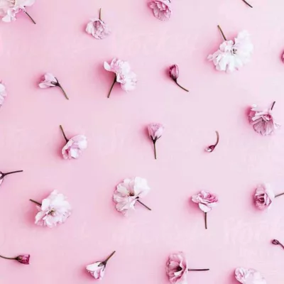 Profile picture for user Kielo-