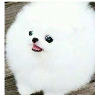 Profile picture for user Pespi