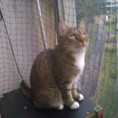 Profile picture for user Sartsu