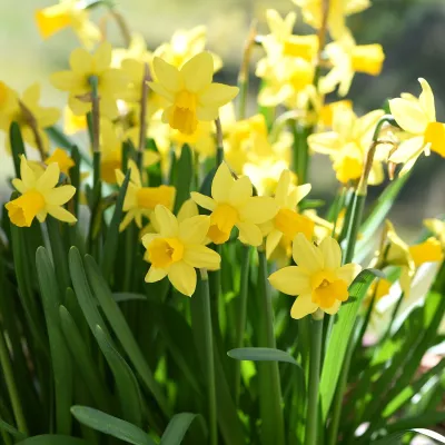 Profile picture for user Hani