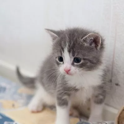 Profile picture for user SiniS