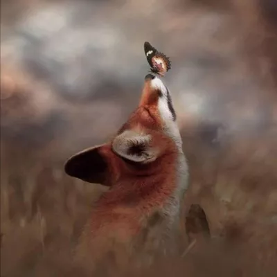 Profile picture for user Ei niin Reipas Tyttö