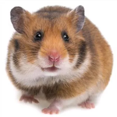 Profile picture for user Niittyvilla