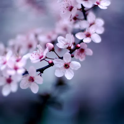 Profile picture for user DevochkaStampere