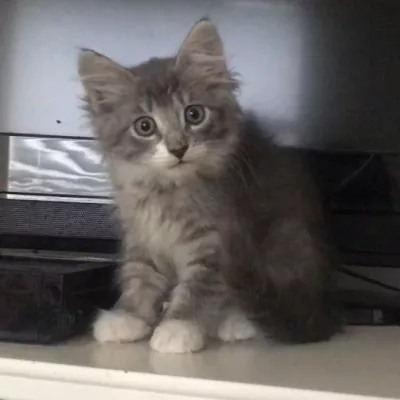 Profile picture for user Magee