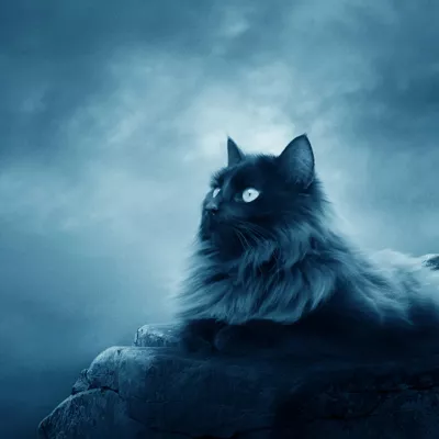 Profile picture for user Miyan