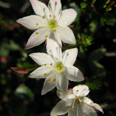 Profile picture for user Jäämeren Mursu