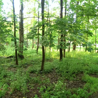 Profile picture for user Vuokko-