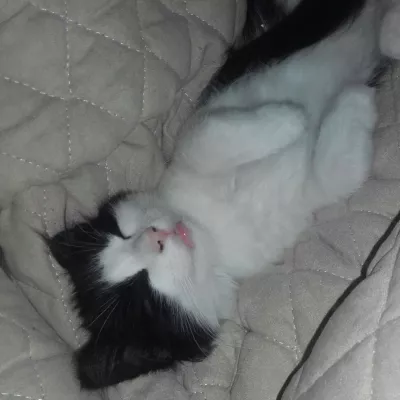 Profile picture for user Käyttäjätär