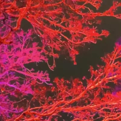 Profile picture for user TietoaKaipaava