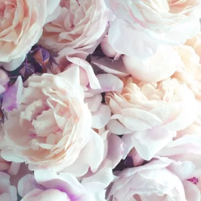 Profile picture for user Hannahii