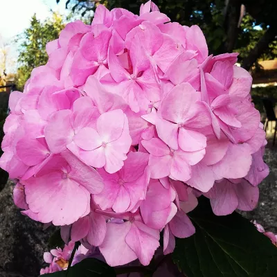 Profile picture for user Kesä18