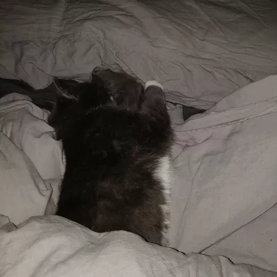 Profile picture for user Ponu-Blackjack