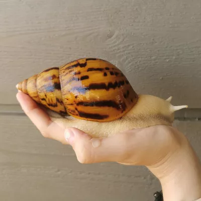 Profile picture for user MaybeBaby