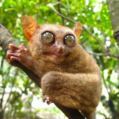Profile picture for user KUMMITUSELÄIN