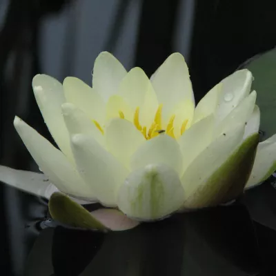 Profile picture for user Lumme