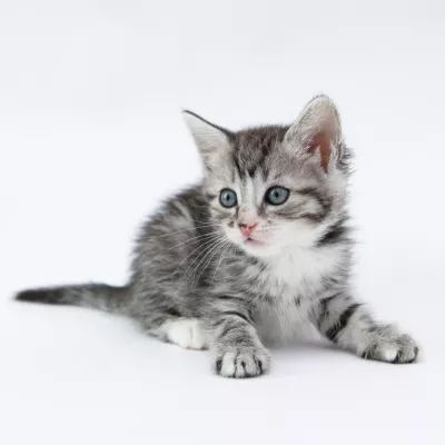 Profile picture for user Osmo L