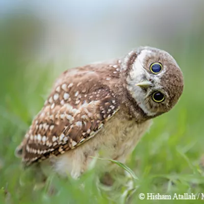 Profile picture for user Dippadai_33