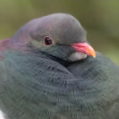 Profile picture for user pulu