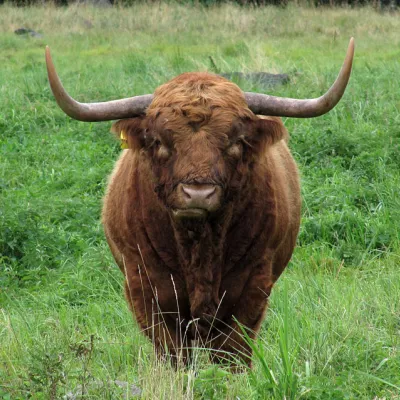 Profile picture for user Faabio Jännä