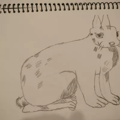 Profile picture for user Metsäjänis