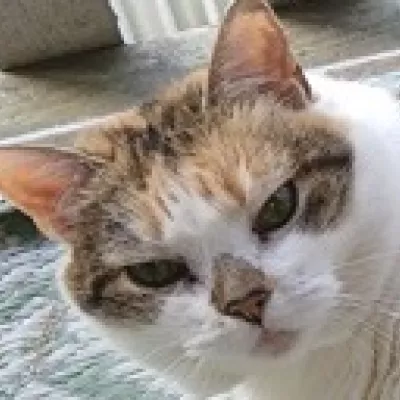 Profile picture for user Reipas ja tunnollinen lammas