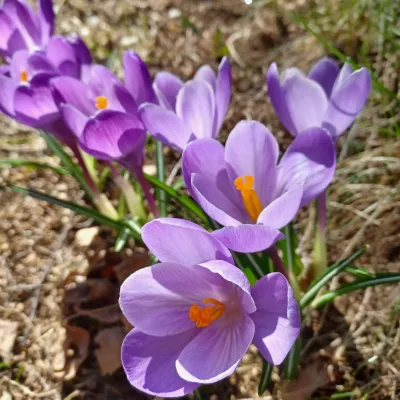 Profile picture for user SK