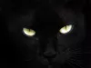 Profile picture for user ämmä