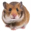 Profile picture for user Niittyvilla