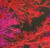 Profile picture for user TietoaKaipaava